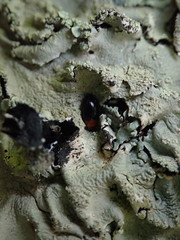 Triplax thoracica