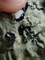 Triplax thoracica