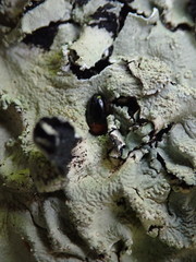 Triplax thoracica