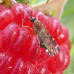 Sylvicola alternatus