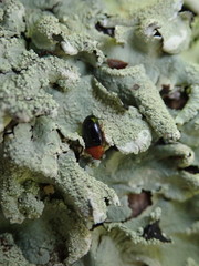 Triplax thoracica