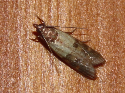 Indian-Meal Moth, Voorburg, Nederland, photo 7 of 10