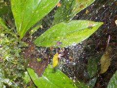 Aglaoctenus castaneus