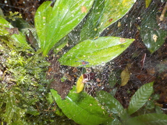 Aglaoctenus castaneus