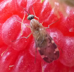 Sylvicola alternatus