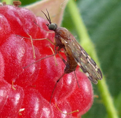 Sylvicola alternatus