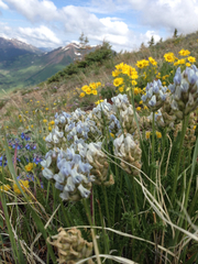 Oxytropis borealis viscida