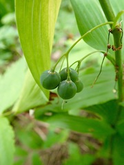 Polygonatum biflorum commutatum