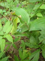 Polygonatum biflorum commutatum