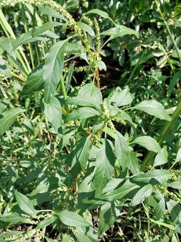 Image of Tidalmarsh Amaranth (Amaranthus cannabinus) by (c) Chris Hoess, some rights reserved (CC BY-SA)