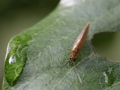 Sisyra terminalis