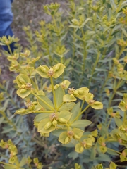 Euphorbia