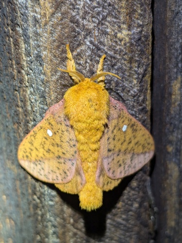 Spiny Oakworm Moth photo 6