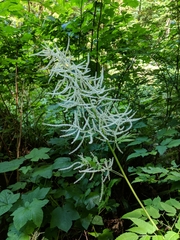 Aruncus dioicus