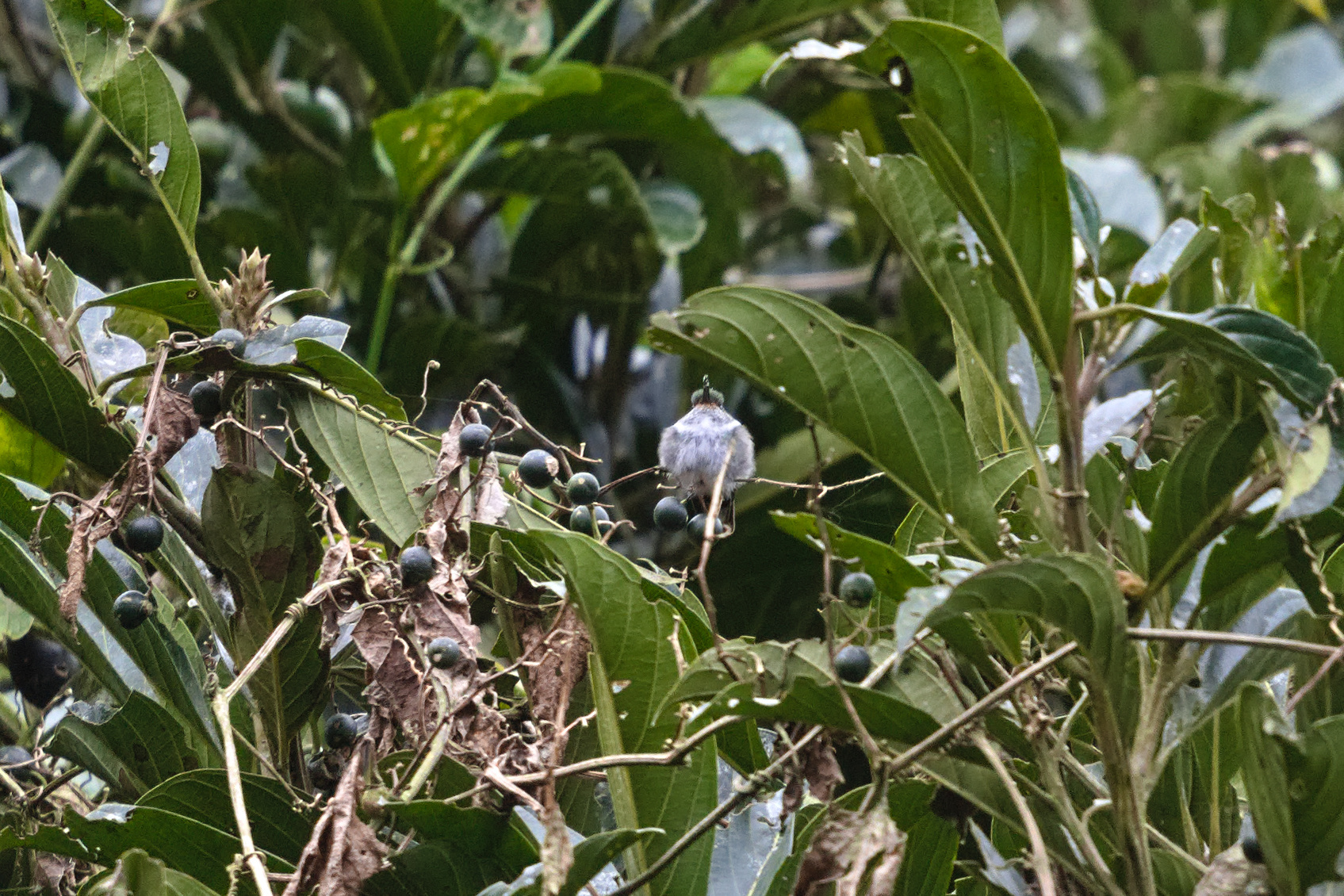 Ecuadorian Piedtail (Phlogophilus hemileucurus), photo 3