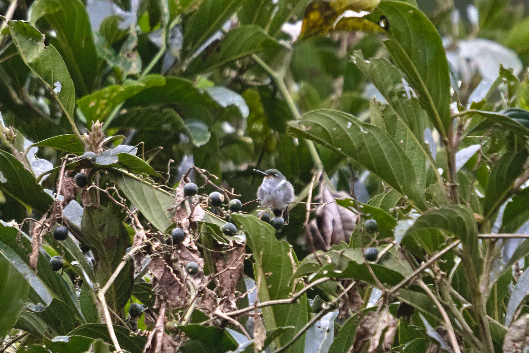 Ecuadorian Piedtail (Phlogophilus hemileucurus), photo 2