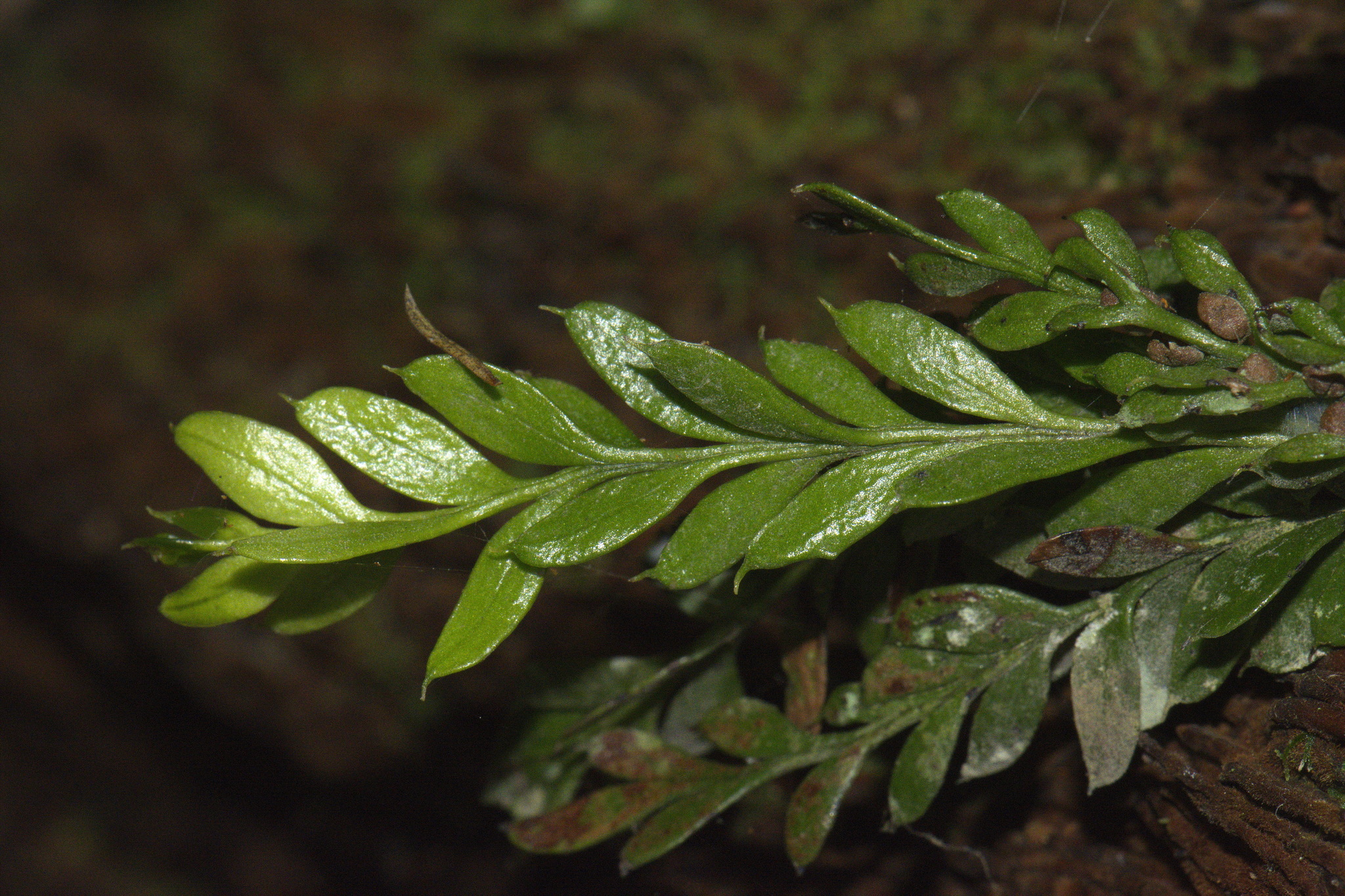 Tmesipteris image