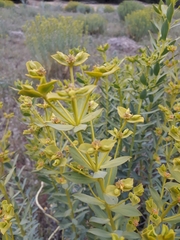 Euphorbia