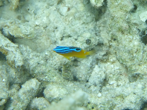 Pomacentrus simsiang