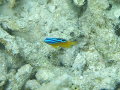 Pomacentrus simsiang