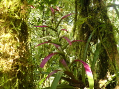 Guzmania wittmackii