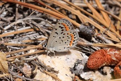 Euphilotes spaldingi