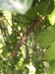 Neurocordulia molesta