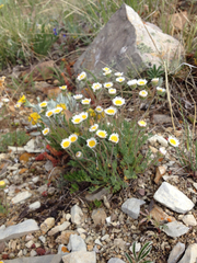 Erigeron pinnatisectus