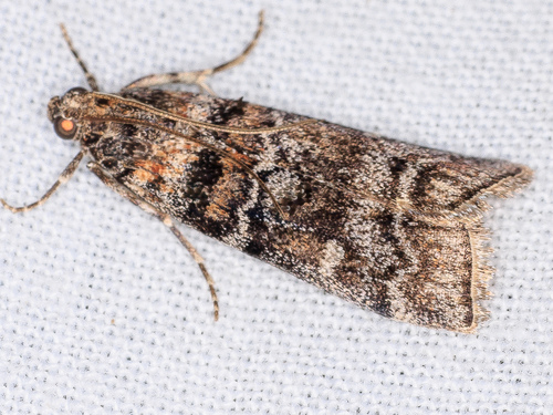 iNaturalist observation photo of Dioryctria pentictonella
