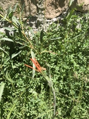 Castilleja minor stenantha