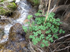 Thalictrum fendleri fendleri