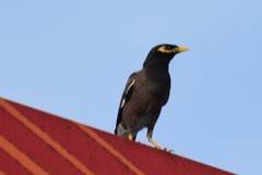Acridotheres tristis