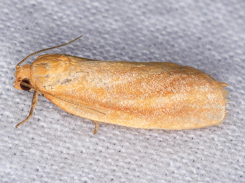 iNaturalist observation photo of Choristoneura retiniana