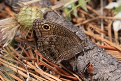 Cercyonis sthenele masoni