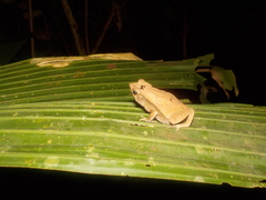 Rhinella dapsilis