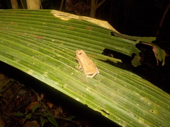 Rhinella dapsilis