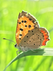 Lycaena phlaeas daimio