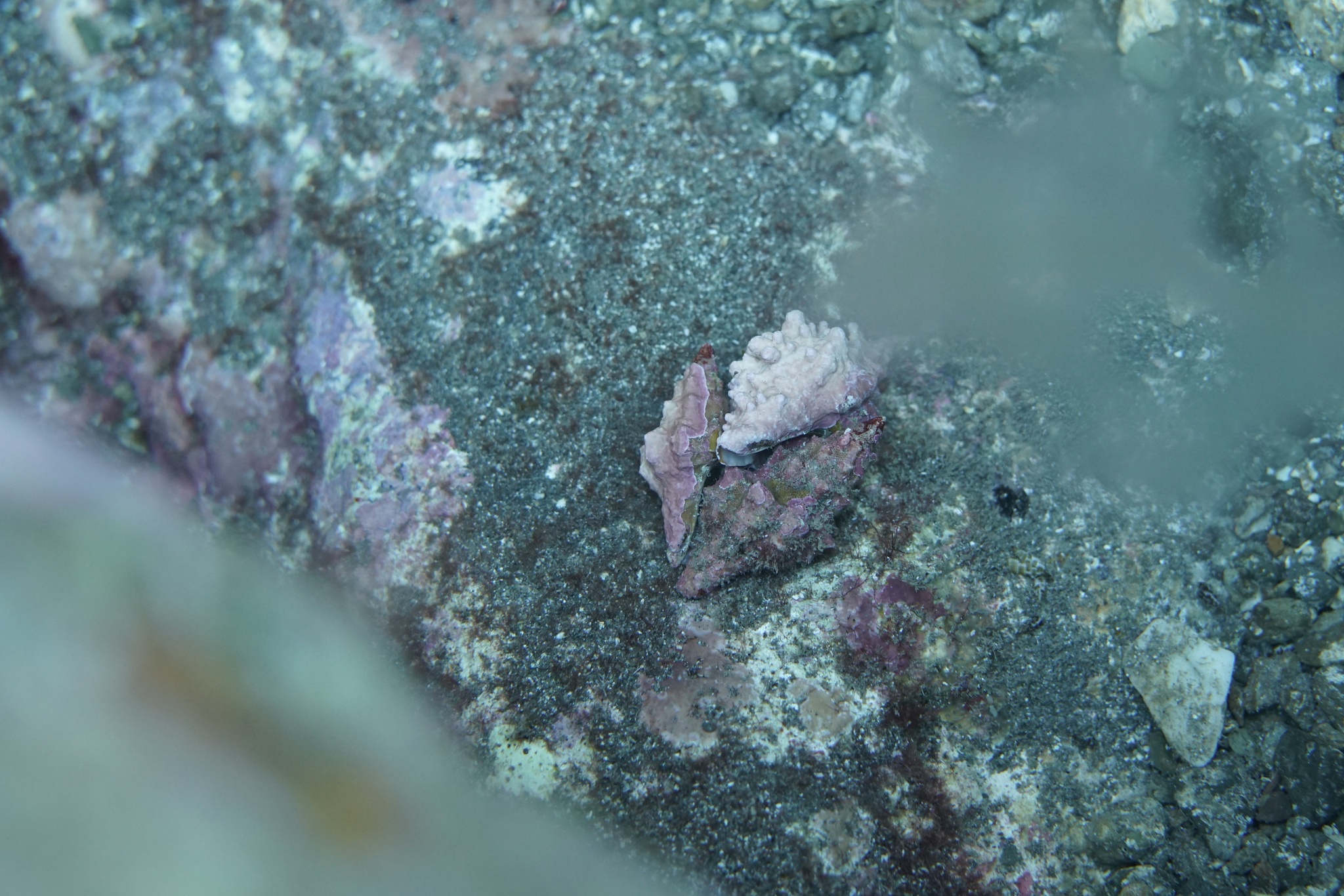 Hemipolygona armata