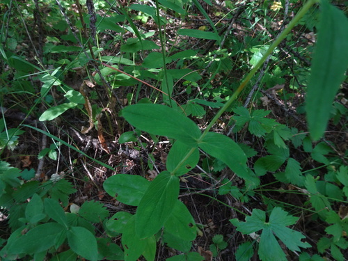 Image of Hypericum montanum by (c) Thomas Koffel, some rights reserved (CC BY)