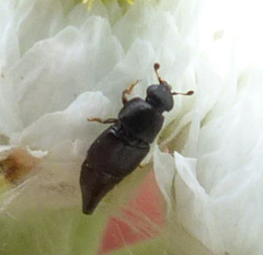 Conotelus