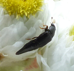 Conotelus