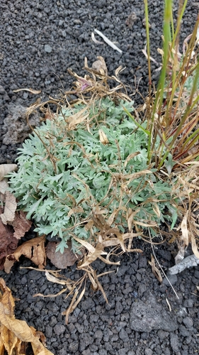 Image of Smelowskia parryoides by no rights reserved