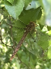 Neurocordulia molesta