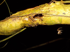 Dolichoderus attelaboides