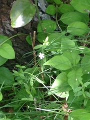 Moehringia lateriflora