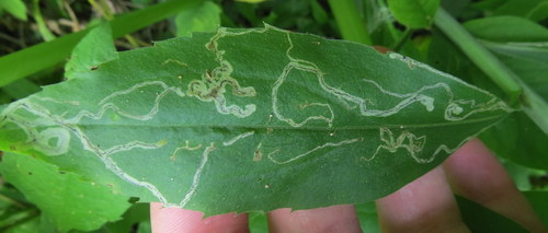Liriomyza eupatorii photo 4