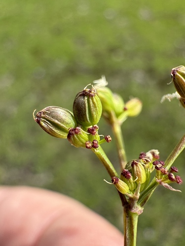 Image of Tauschia stricklandii by no rights reserved