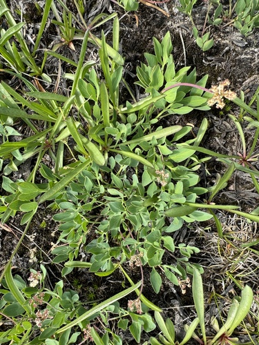 Image of Tauschia stricklandii by no rights reserved