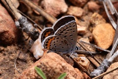 Icaricia lupini texanus