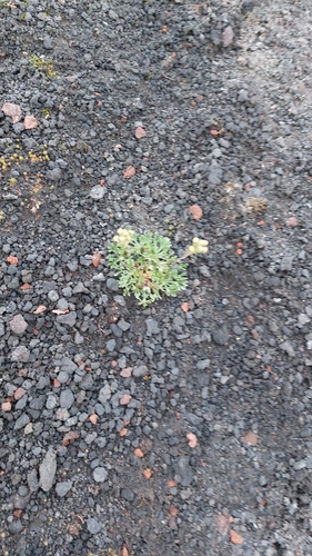 Image of Artemisia glomerata by no rights reserved